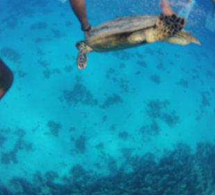 Schildkröte beim Schnorchelausflug