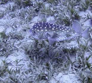 Podwodne życie w Abu Dabab