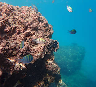 Unterwasserwelt Musandam