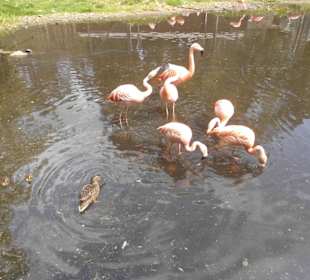 Weltvogelpark Walsrode