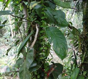 Poring Hot Springs - Schmetterlingsgarten