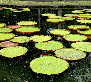 Pamplemousses Botanical Garden