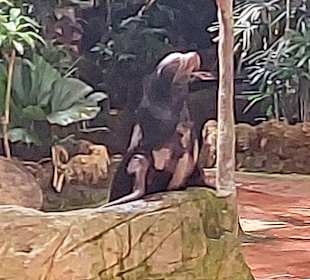 Singapur Zoo