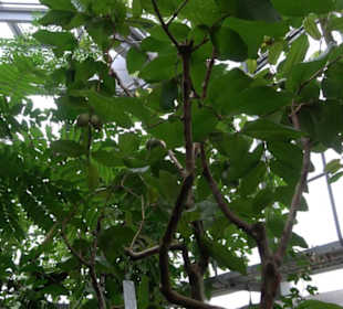 Tropicarium