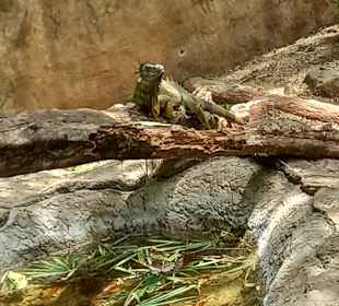 Diamante Eco Adventure Park