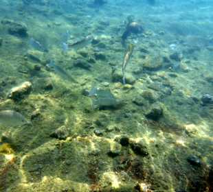 Schnorcheln Sahl Hasheesh