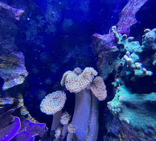 Aquazoo Löbbecke Museum Düsseldorf