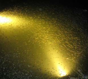 Sehr, sehr viele kleine Fische in der Lagune