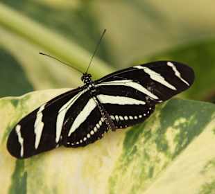 Schmetterling