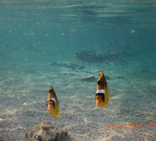 Im flachen Wasser