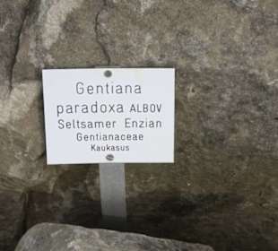 Alpinum