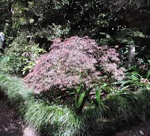 Eden Garden ein Paradies mitten in der Stadt