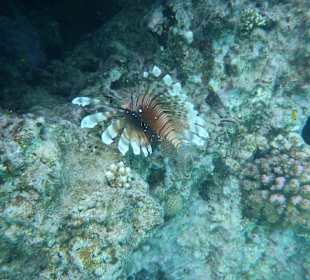 Rotfeuerfisch am Hausriff