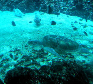 Reef HQ