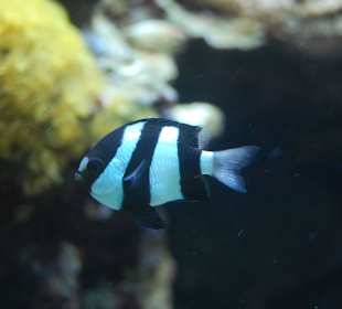 Zoo Warszawa