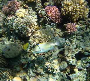 Arabischer Picasso Drückerfisch und Falterfisch