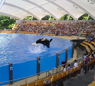 Die Orca Show