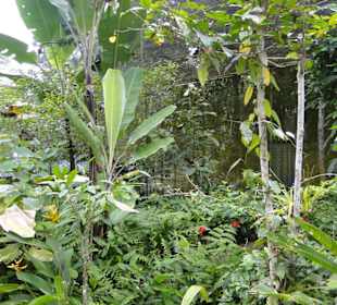 Poring Hot Springs - Schmetterlingsgarten