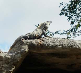 Leguane entdeckt man überall