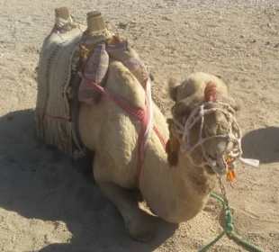 Kamel da saß ich drauf☺