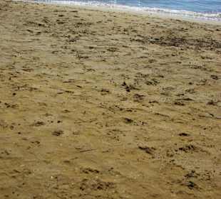 Hier lernen sie Schwimmen