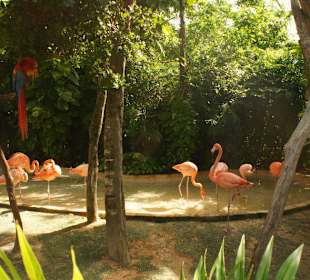 Flamingi