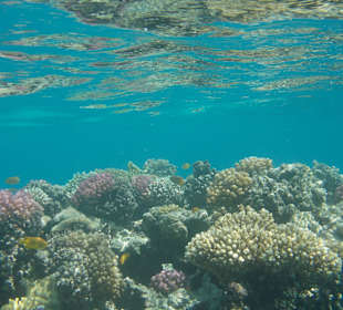 Schnorcheln Makadi Bay