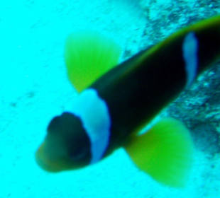 Rotmeer-Anemonenfisch