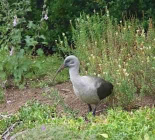 Botanischer Garten Kirstenbosch