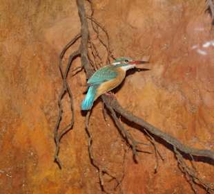 Vogel- und Jagdtierkunde