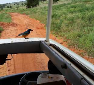 Sarova Salt Lick Game Lodge