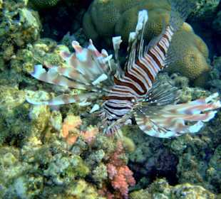 Rotfeuerfisch am Riff des Three Corners Fayrouz Plaza Beach 