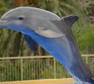 Delfinshow