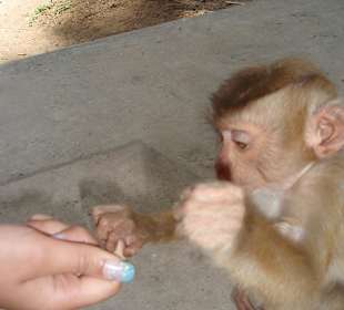 Monkey Theatre