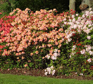 Hauptblüte im Rhododendronpark Bremen