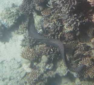 Schnorcheln Makadi Bay