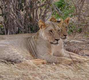 Julius Tact / JT Safaris 