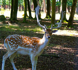 Für die Kamera in Pose