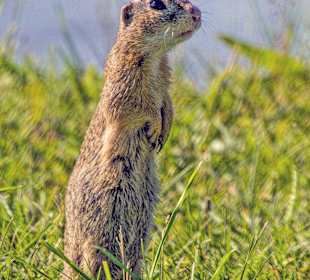 Ziesel sind aufmerksam