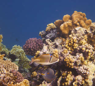 Rotmeerpicassodrücker