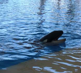 Hier begrüßt uns ein Wal im Loro Parque
