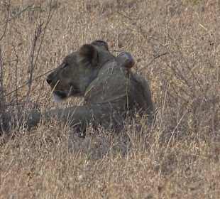 Einzelne Löwin im Nairobi National Park