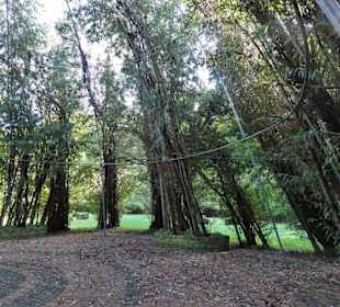 Das Weidenschloss im Park Speckenbüttel