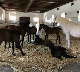 Lippizanergestüt Piber