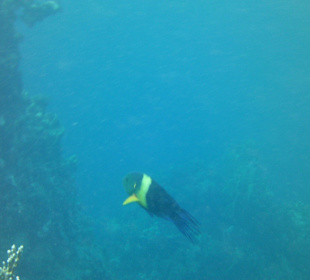 Schöner Bunter Fisch