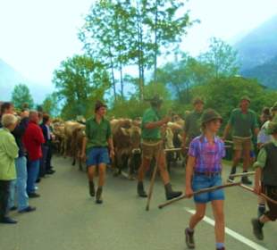 Alpabtrieb / Au / Vorarlberg Österreich