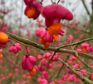 Wandern Schalkenmehren