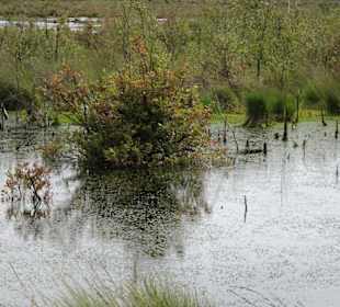 Impressionen vom Goldenstedter Moor