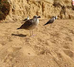 Praia de Nossa Senhora da Rocha