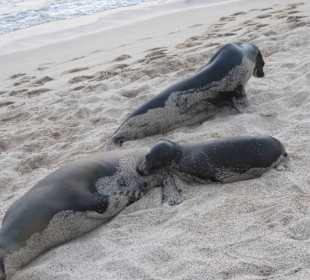 Viele Seelöwen teilweise mit Jungtieren